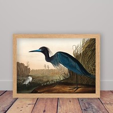 Framed Blue Crane by John