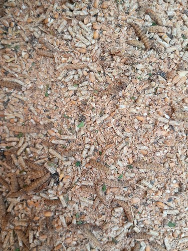 Organic high protein quail - high,