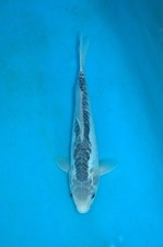12" Shusui Koi Carp  A** High