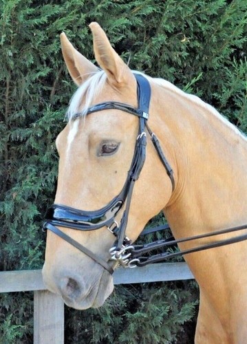 Patent leather bridle soft - bridle,