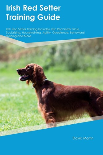 Irish red setter - irish,