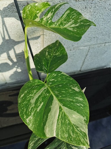 Full plant monstera albo - full,