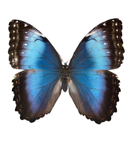 Morpho helenor papered - helenor,