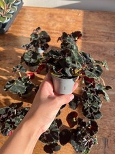 Begonia Rex Dark Mambo plant