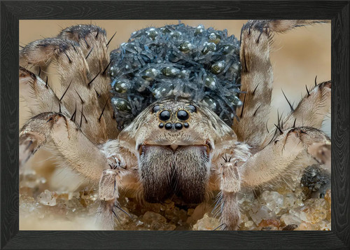 Wolf spider with spiderlings - wolf,