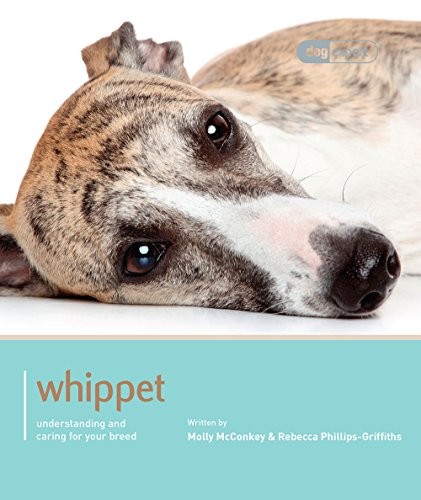 Whippet dog expert by - whippet,