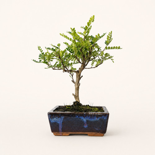 Chinese pepper zanthoxylum - pepper, (zanthoxylum