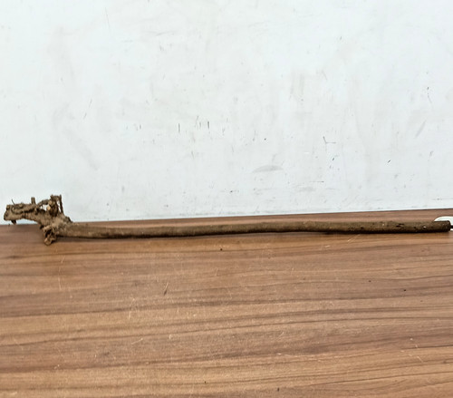 Blackthorn shank walking stick - blackthorn,