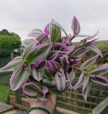 Tradescantia "Nanouk" | 13cm