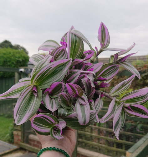 Tradescantia nanouk 13cm - tradescantia,