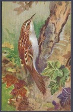 Treecreeper by Roland Green - R.S. Art Press bird postcard