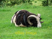 Photo 6x4 Jacob sheep ram