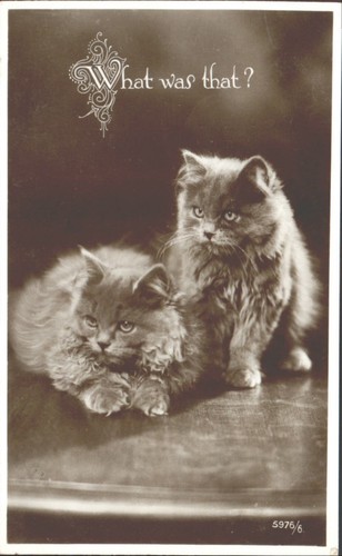 What was that persian cat - what,