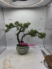 Juniper Bonsai  About 8years