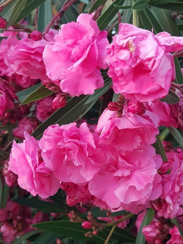Scarlet oleander nerium - scarlet,