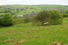 Photo 12x8 Sheep above Walk