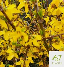 Forsythia x intermedia Week