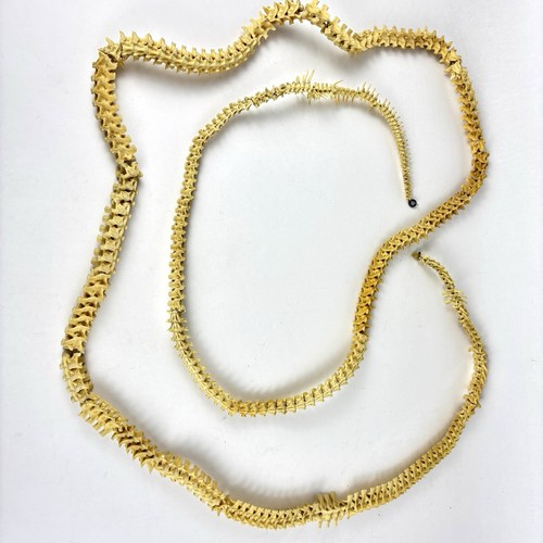 Snake skeleton spine vertebrae - skeleton,