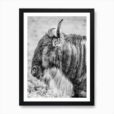 Wildebeest Art Print Framed