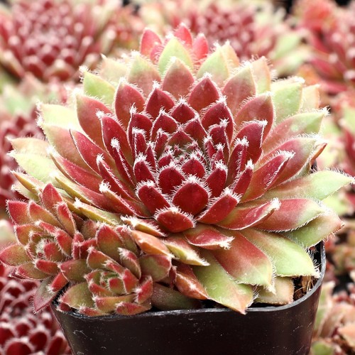 Sempervivum sparkler 9cm - sempervivum, 'sparkler'-