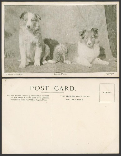 Collie pups landor studies - collie, pups,