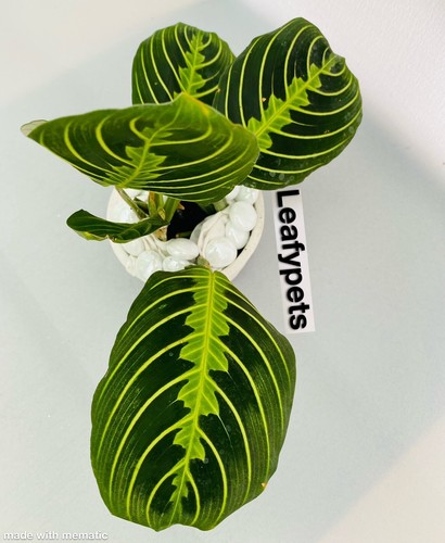 Prayer plant maranta - prayer,
