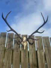 Red deer stag  taxidermy