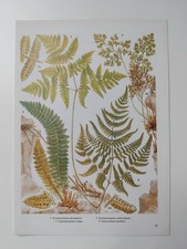 Green Ferns Botanical Plants Fern Leaf Nature Wall Art Print Vintage 1960s 