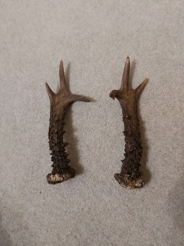 Roe buck deer antlers 2 - buck, x