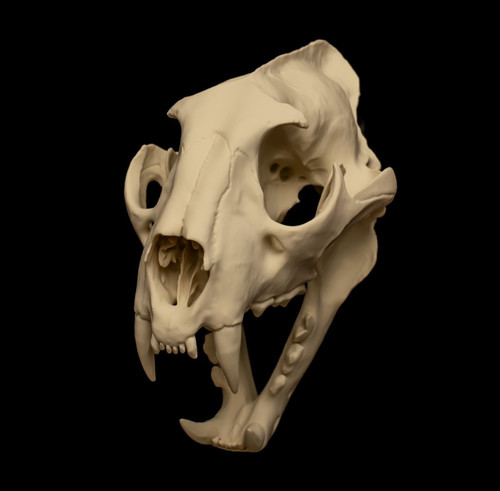 Leopard skull replica - leopard, life