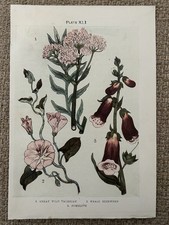 Antique Print Great Wild