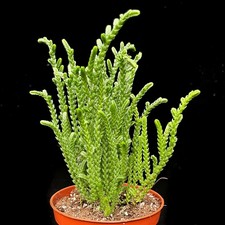 Crassula muscosa 'Watch Chain