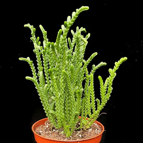 Crassula muscosa watch - 'watch, chain