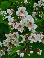 Catalpa bignonioides- Fabulous and unusual Indian Bean tree.  25 seeds 