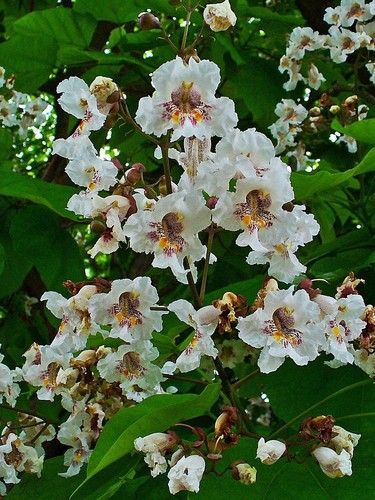 Catalpa bignonioides fabulous - catalpa, bignonioides-