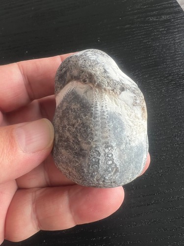 Echinoid marine fossil - echinoid,