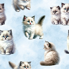 Ragdoll cats blue sewing - cats, on