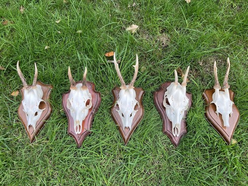 Nice roe deer buck - 5x,