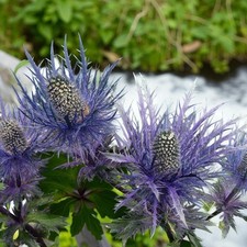 Eryngium Blue Star Bare Root -