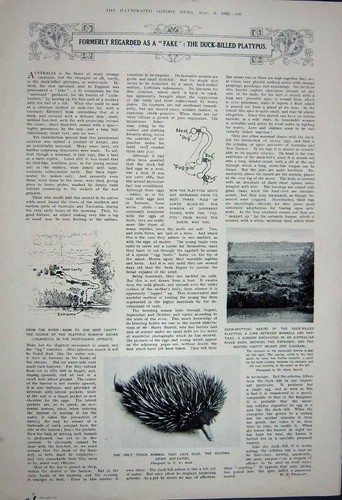 Original old vintage print - vintage,