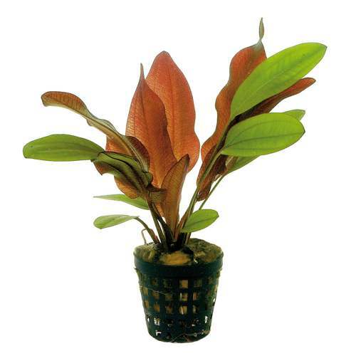 Echinodorus 5cm potted - echinodorus, 6