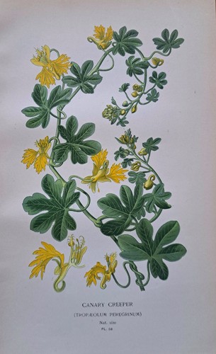 1897 print canary creeper - 1897,