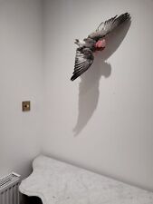 Taxidermy Natural History flying galah Parrot cockatoo toucan bird 