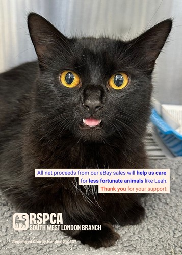 Rspca london treated - sw, leah