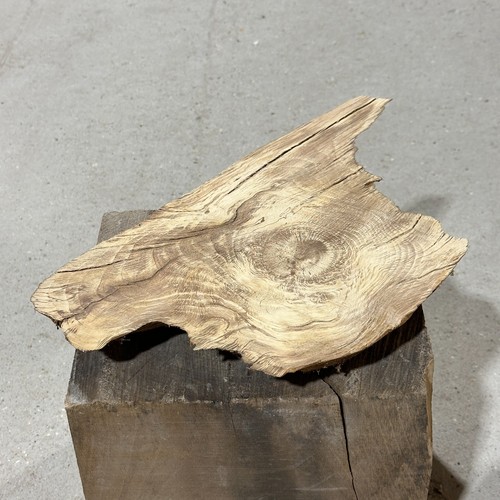 Holm oak turning blank block - holm,