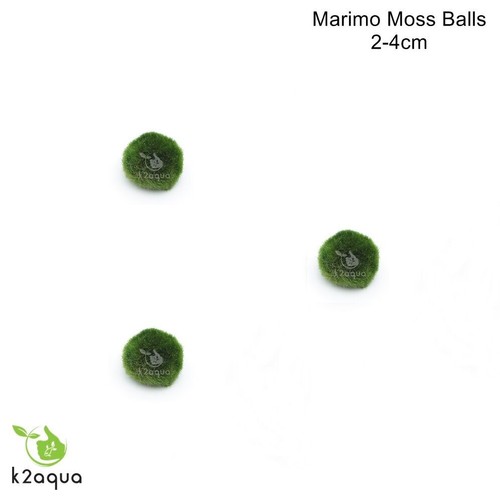 All sizes marimo moss balls - sizes,