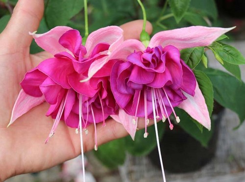 Giant trailing fuchsia bella - giant,