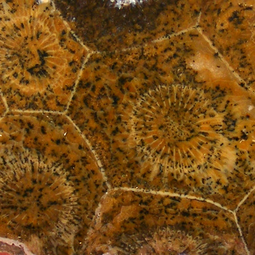 Fossil coral hexagonia - fossil,