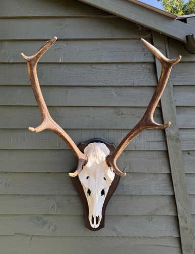 Red deer stag - deer,