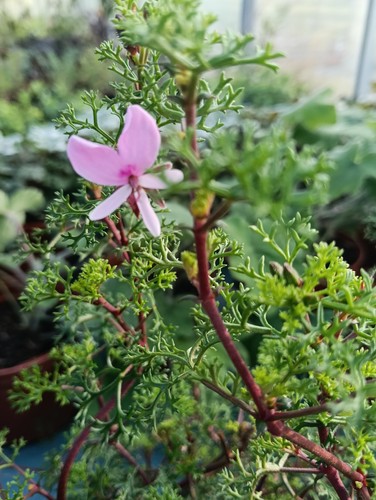 Pelargonium fruticosum - pelargonium, 'fruticosum'
